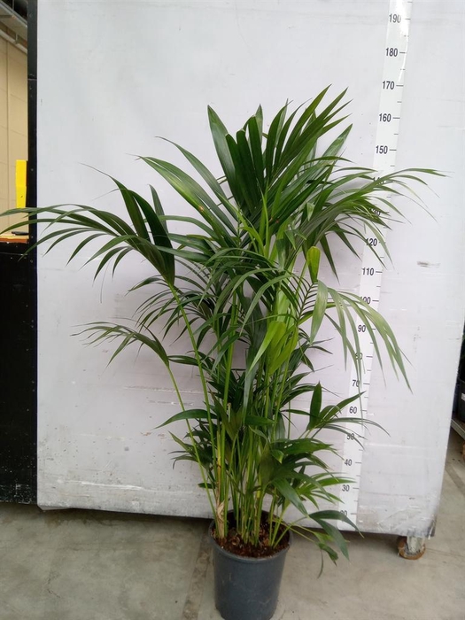 <h4>Howea forsteriana</h4>