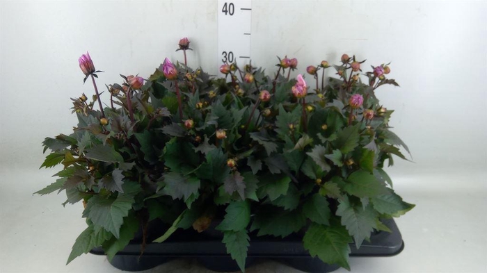<h4>Dahlia  'Dahlinova Tempt Pink Bico'</h4>