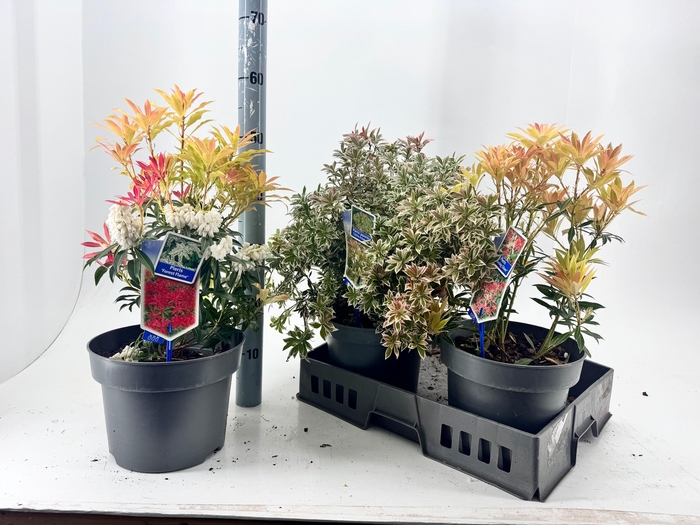 <h4>PIERIS JA GEM</h4>