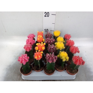 Gymnocalycium mihanov. 'Japan'  mix