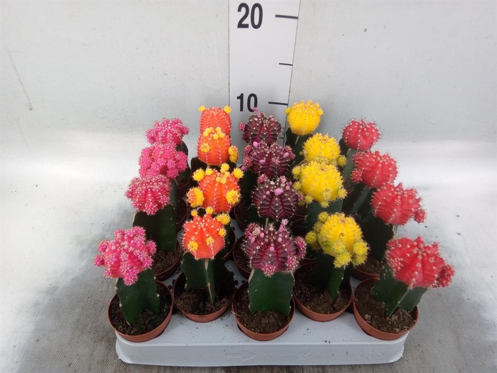 <h4>Gymnocalycium mihanov. 'Japan'  mix</h4>