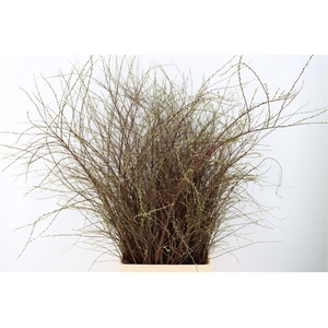 Spiraea Nip Snowmountain 90cm P Bunch