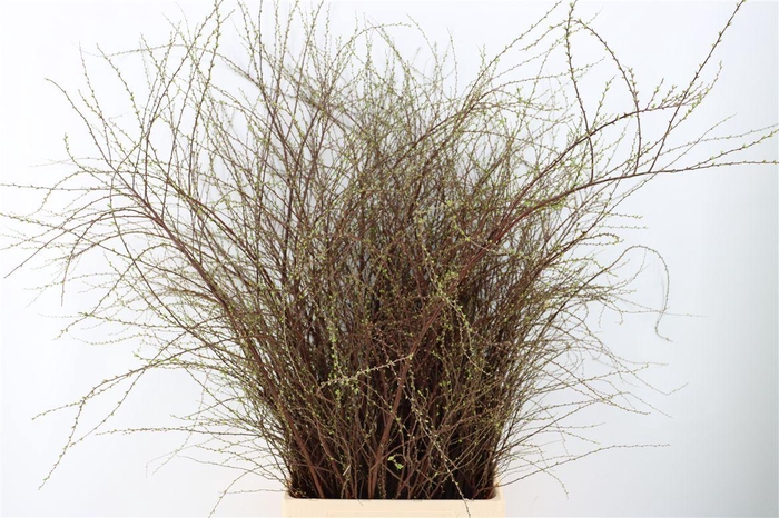 <h4>Spiraea Nip Snowmountain 90cm P Bunch Vertakt</h4>