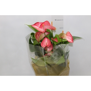 ANTHURIUM LIVIUM RED P17 BICOLOR