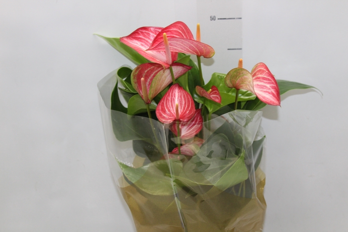 <h4>ANTHURIUM LIVIUM RED P17 BICOLOR</h4>