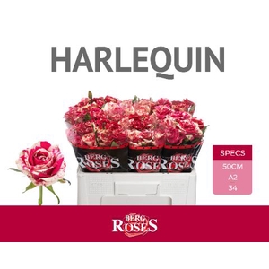 R Gr Harlequin Berg A2