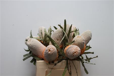 <h4>Banksia prionotes</h4>