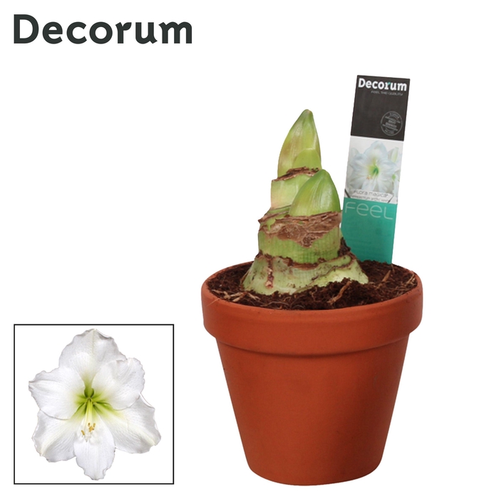 <h4>Amaryllis Arctic White 2 Knop Terracotta Steen OP (Decorum)</h4>