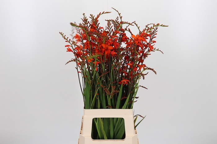 <h4>Crocosmia Klbl Red King</h4>