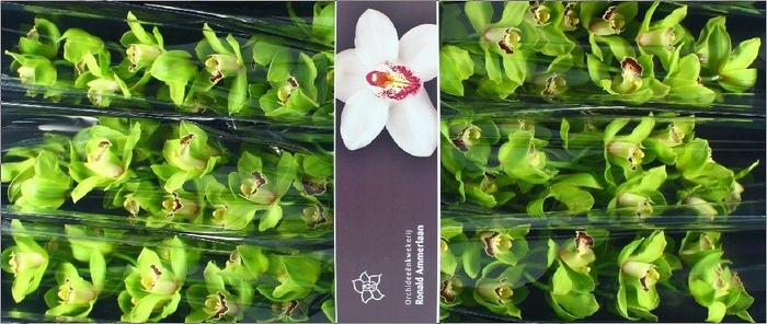 <h4>CYMB T GREEN VALLEY</h4>