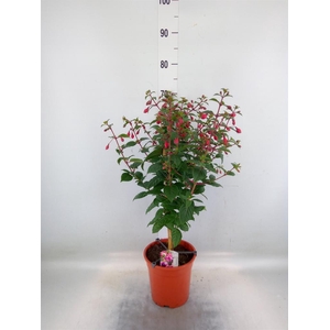 Fuchsia  'Bella Fuchsia Sarah'