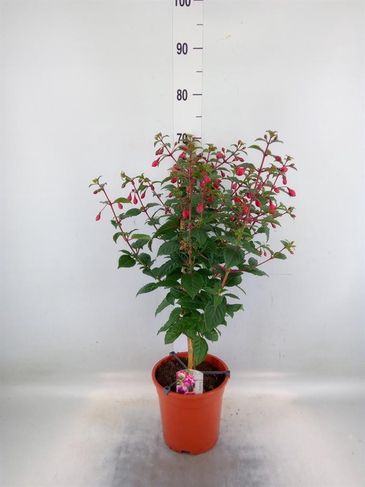 <h4>Fuchsia  'Bella Fuchsia Sarah'</h4>