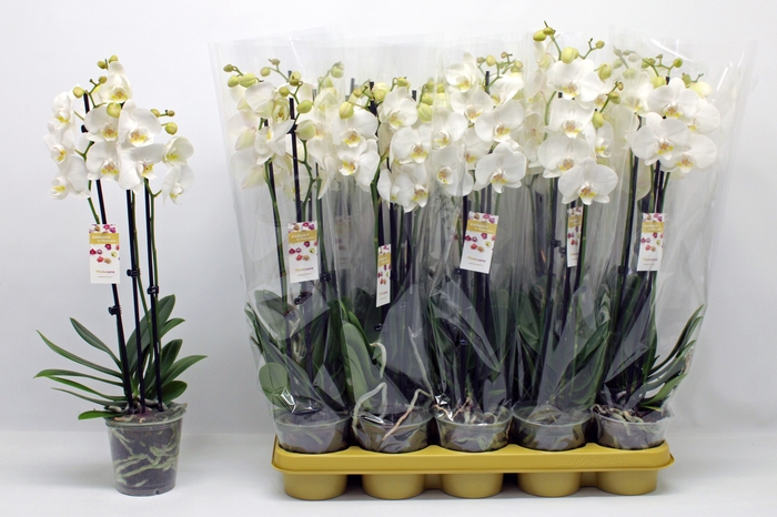 <h4>PHAL OV WIT</h4>