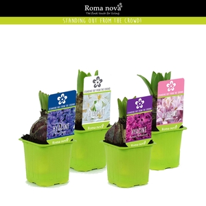 Hyacinthus orie. 'Pearl'  ...mix  5