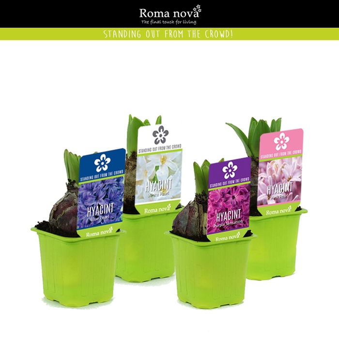 <h4>Hyacinthus orie. 'Pearl'  ...mix  5</h4>