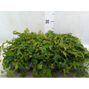 Ficus pumila   ...