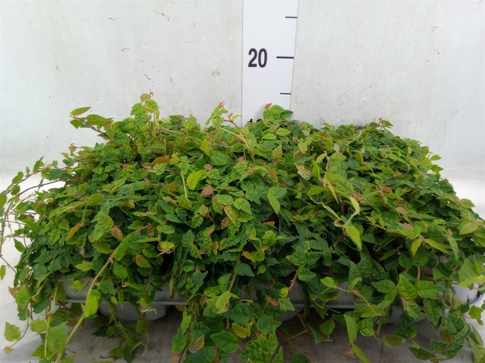 <h4>Ficus pumila   ...</h4>