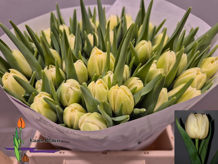 <h4>TU DU VERONA</h4>