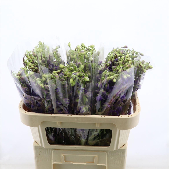 <h4>Delphinium single Deldonna Purple</h4>