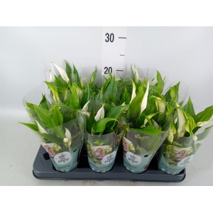 Spathiphyllum  'Pearl Cupido'
