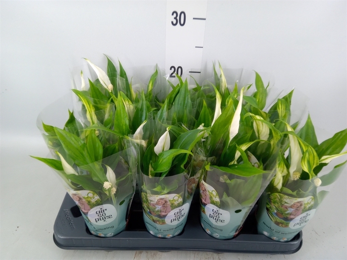 <h4>Spathiphyllum  'Pearl Cupido'</h4>