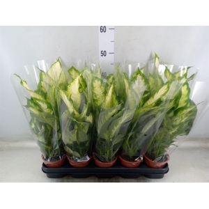 Dieffenbachia  'Camilla'
