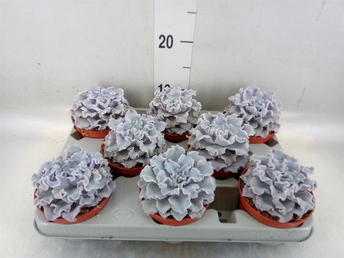 <h4>Echeveria ...</h4>