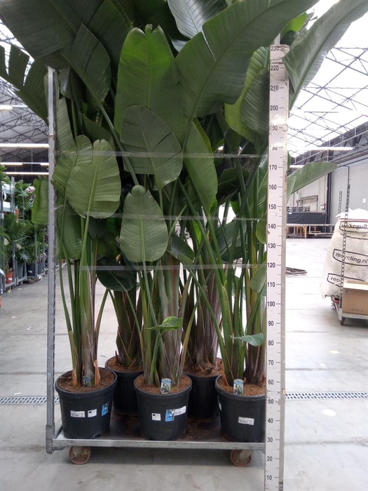 <h4>Strelitzia nicolai</h4>