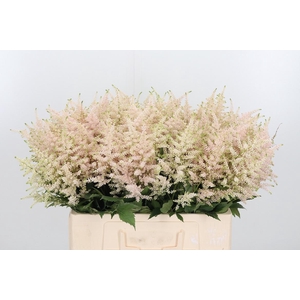 Astilbe Europa Roze