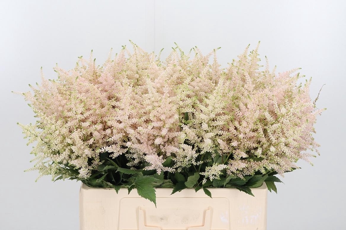 <h4>Astilbe Europa Roze</h4>