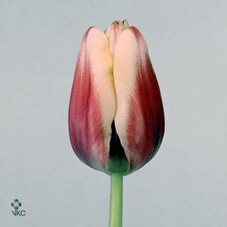 11675: Outdoor spring arrangement