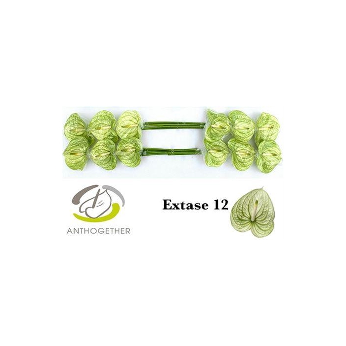 <h4>Anth A Extase</h4>