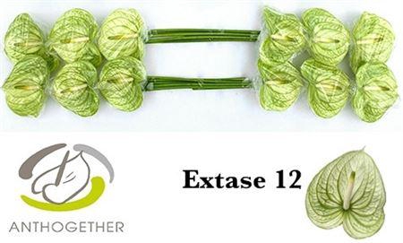<h4>Anth A Extase</h4>