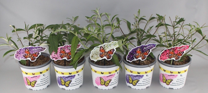 <h4>Buddleja mix</h4>