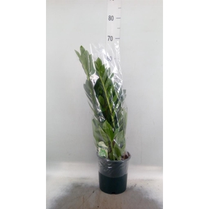 Zamioculcas zamiifolia