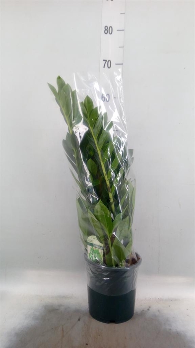 <h4>Zamioculcas zamiifolia</h4>