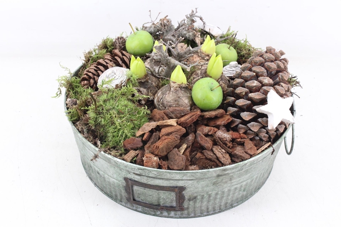 <h4>arr4 Hyacint MB - Zink schaal green XL</h4>