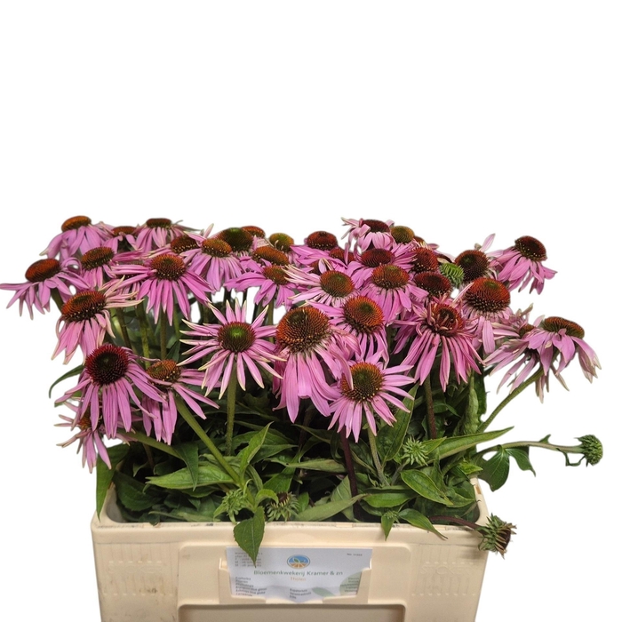 <h4>Echi Purpurea</h4>