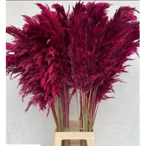 CORTADERIA SELLOAN KLB H% AUBERGINE