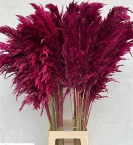 <h4>CORTADERIA SELLOAN KLB H% AUBERGINE</h4>