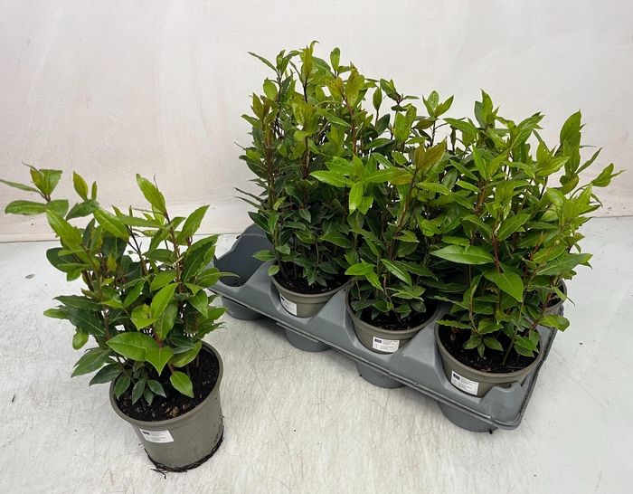 <h4>LAU NOBILIS</h4>