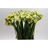 Ornithogalum coloured H%