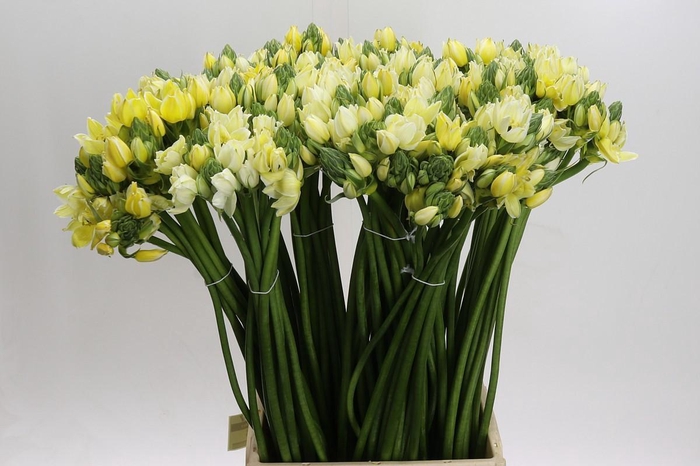 Ornithogalum coloured H%