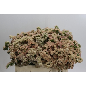 Limonium sinuatum Lucia Apricot+