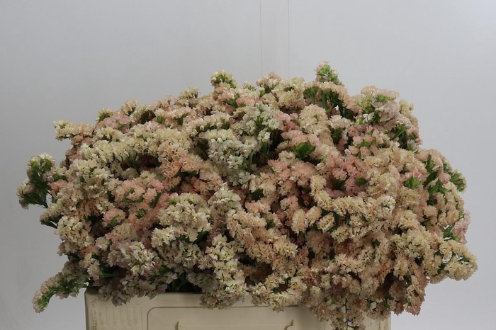<h4>Limonium sinuatum Lucia Apricot</h4>