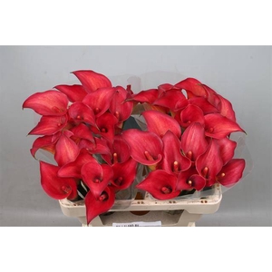 Zantedeschia call aruna