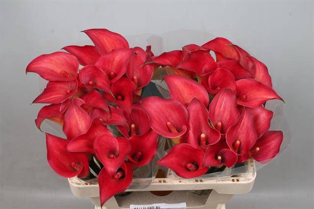 <h4>Zantedeschia call aruna</h4>