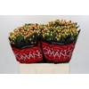 Hypericum Mellow Romance