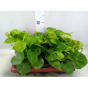 Epipremnum pinn. 'Global Green'