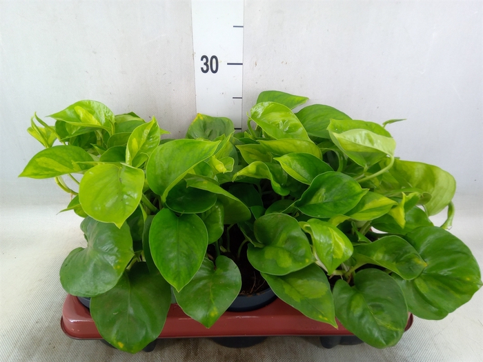 <h4>Epipremnum pinn. 'Global Green'</h4>